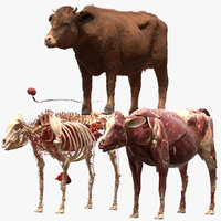 Animals 3d models