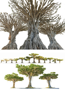 dragon tree pack model