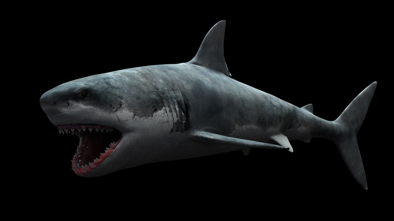 turbosquid.com/preview/2019/03/29__09_36_58/shark1.