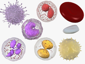 3D white blood cells red