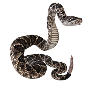 3D eastern diamondback rattlesnake animation model