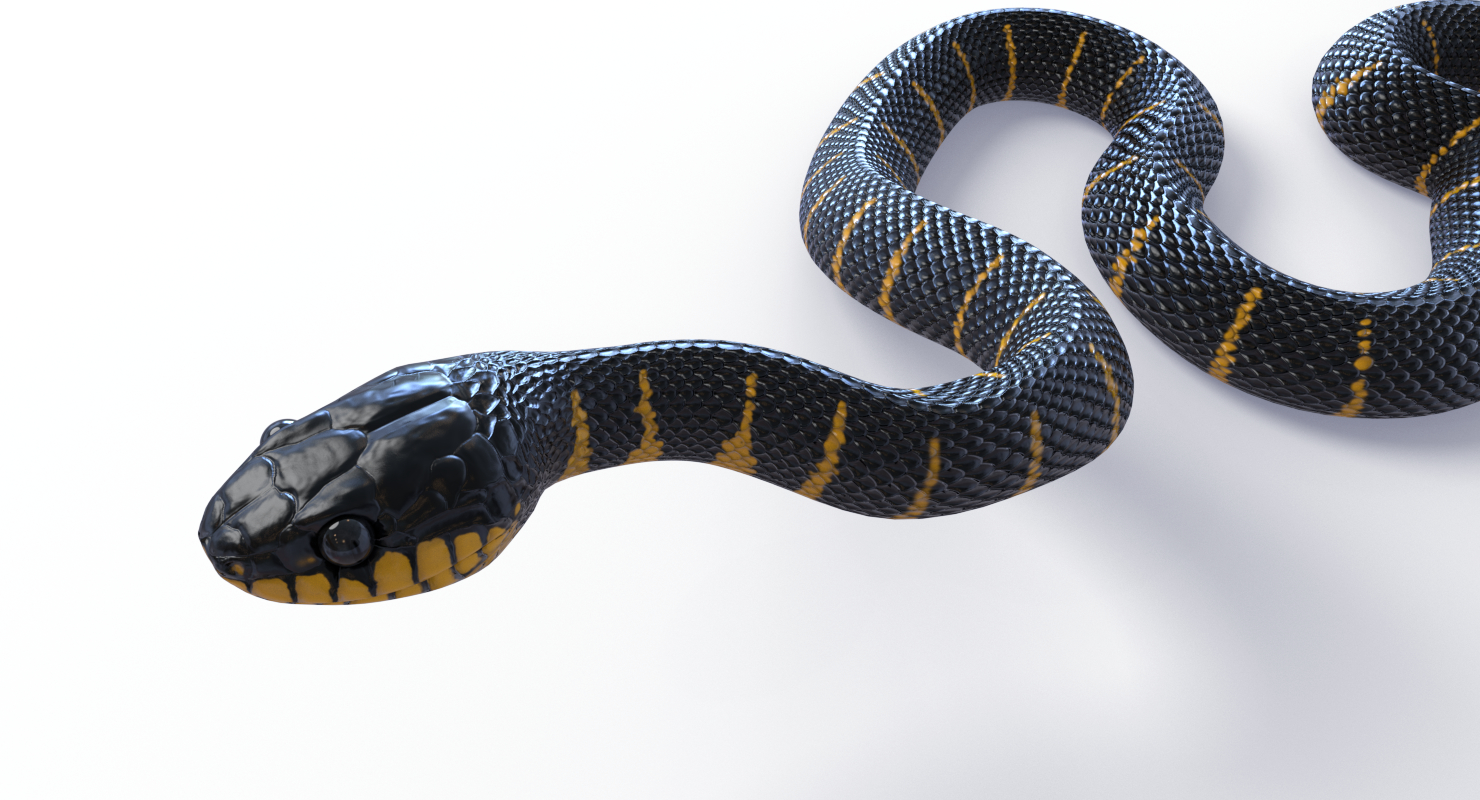 3d mangrove snake reptile animation