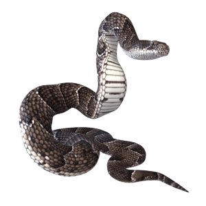 puff adder reptile animation 3D model