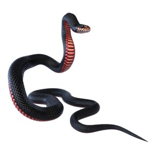 red bellied black snake 3D model