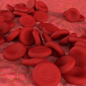 red blood cells 3D model