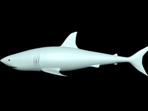 shark 3D