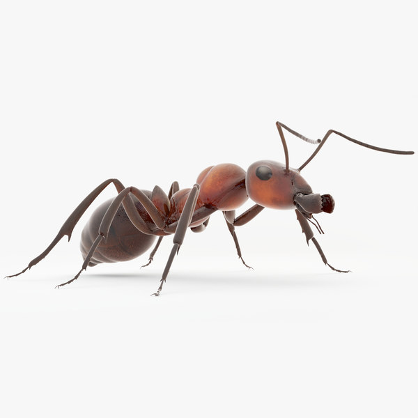 Rigged Ant 3d Model Turbosquid 1337379