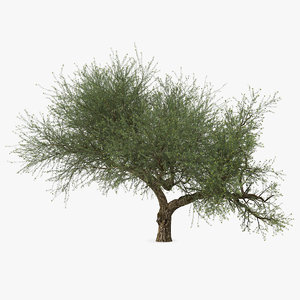 3D olive tree model