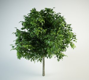 3D model red oak