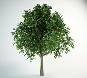 red oak 3D model