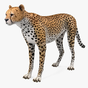 3D cheetah african feline