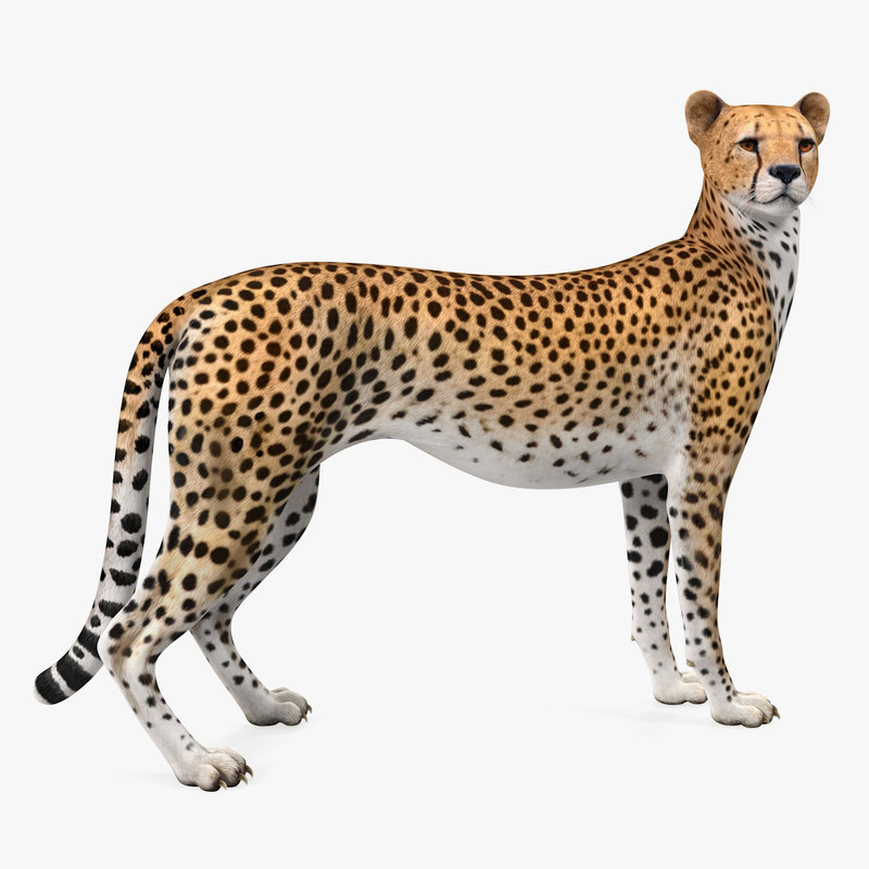 3D cheetah looking model - TurboSquid 1393908