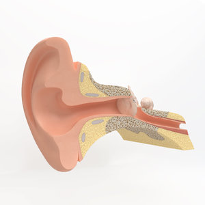 inner ear 3D model