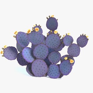 3D purple prickly pear cactus