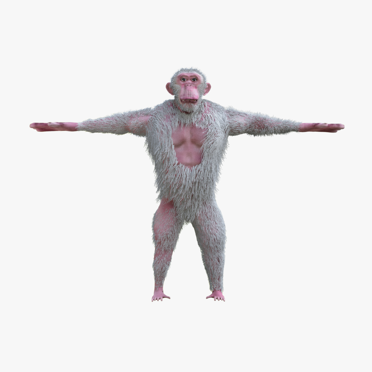 Chimpanzé albino Modelo 3D - TurboSquid 1394239