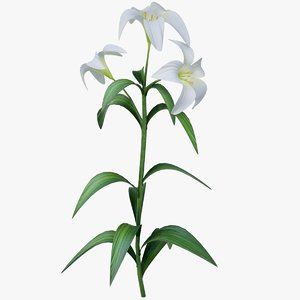 3D lily white
