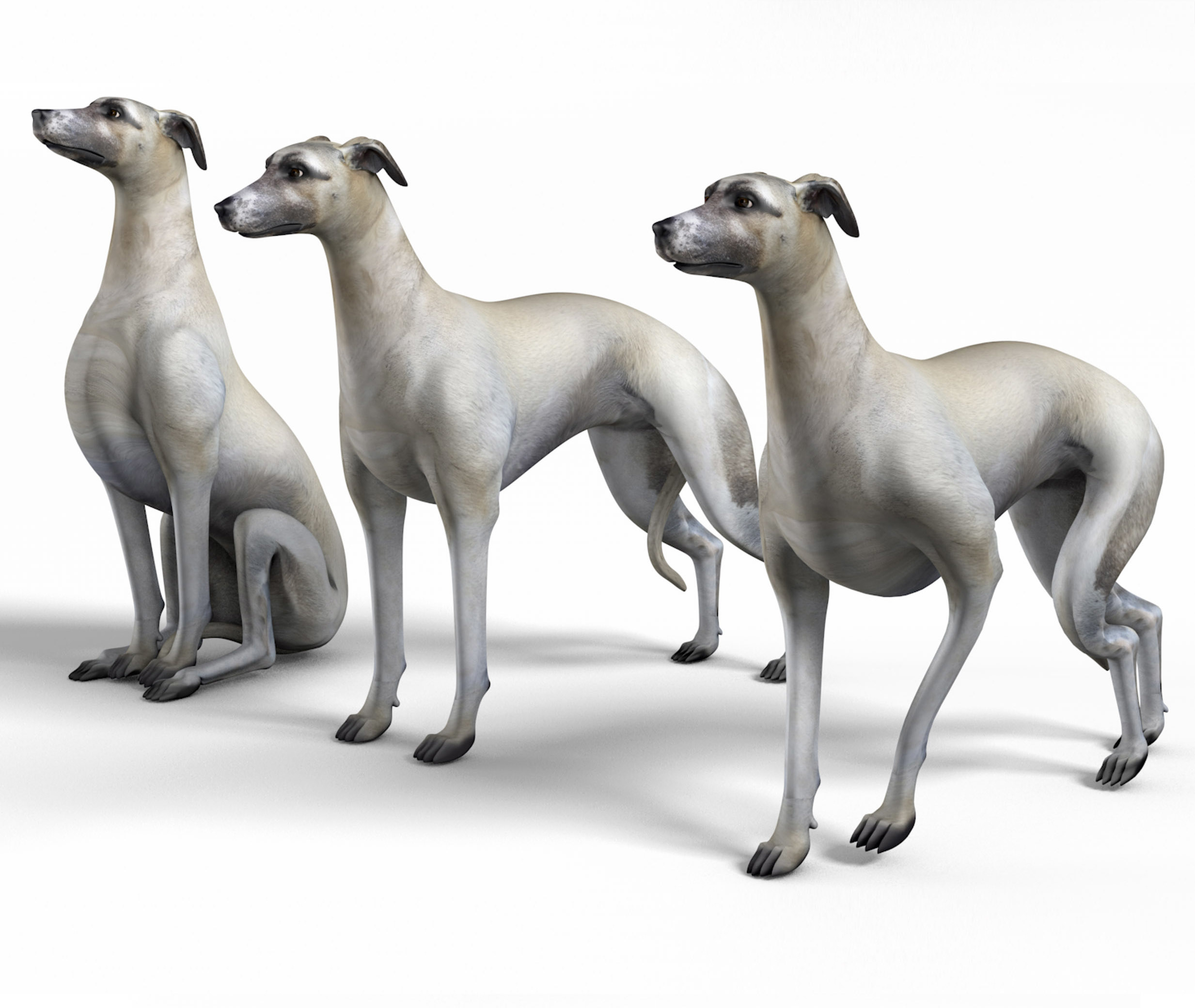 3d Rigged Whippet Dog Turbosquid 1392235