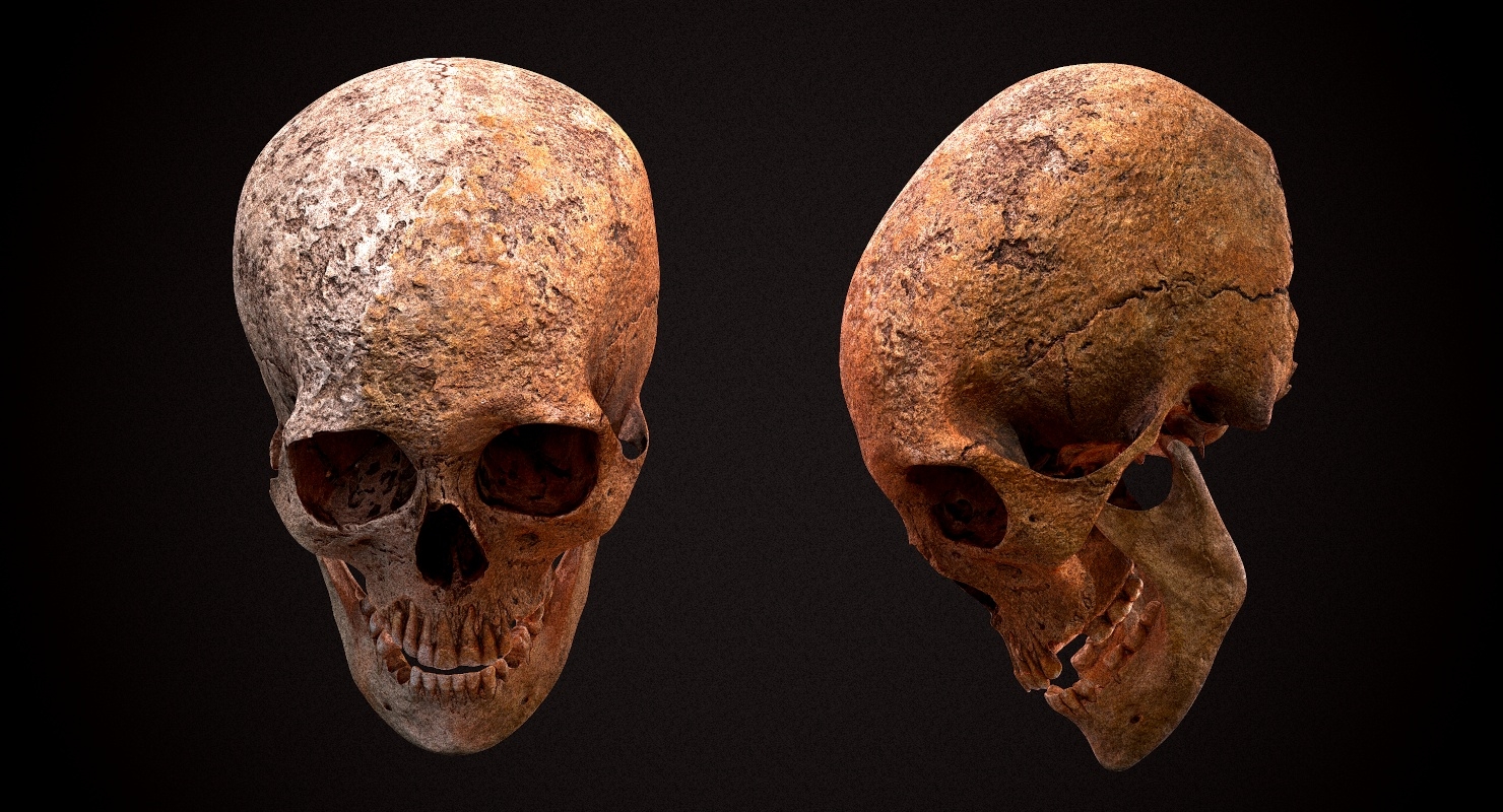 真正的人类头骨3d模型