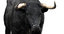 bull cow 3D
