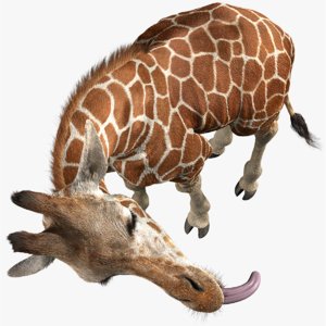 realistic giraffe rigged fur 3D