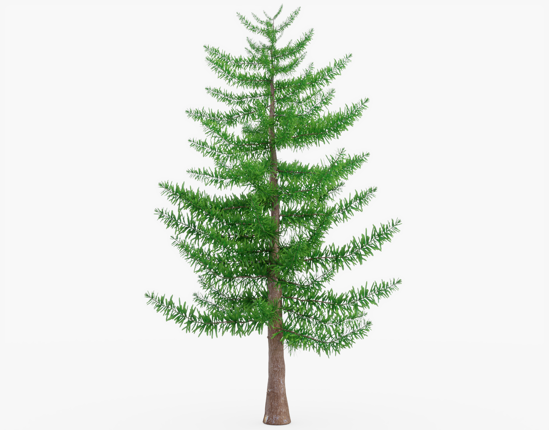 3d Evergreen Tree Model - Turbosquid 1394969