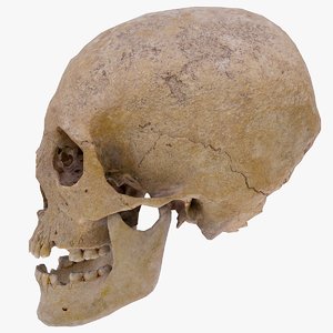 3D real skull