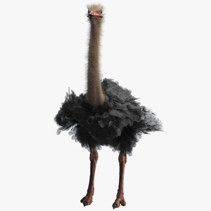 ostrich realistic ornatrix 3D
