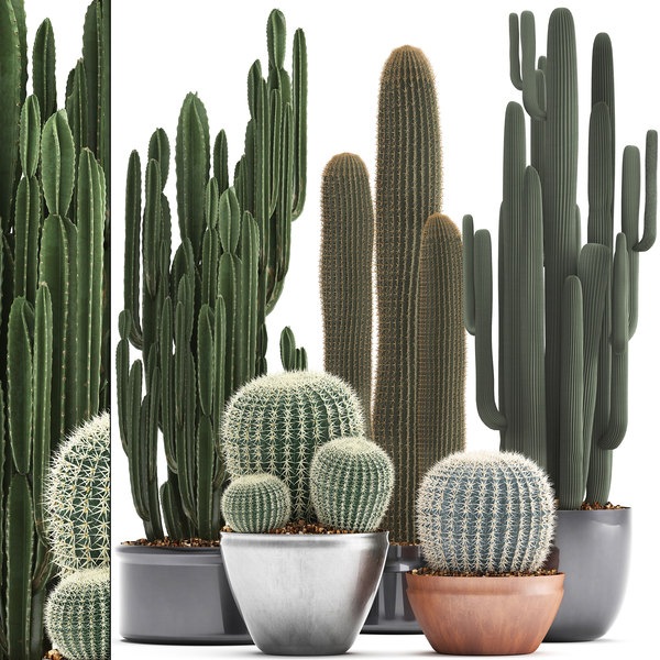 You Are Welcome. Listed Below Are Eight Noteworthy Recommendations On Fuzzy Succulent Types