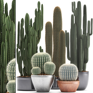plants exotic cactus saguaro model