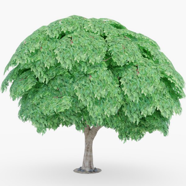 3d fig tree