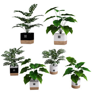 plants 1 3D