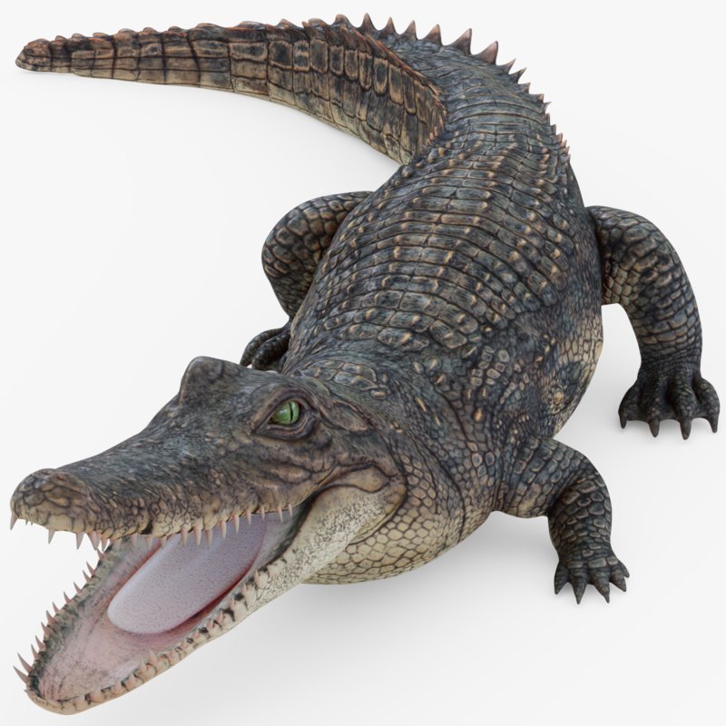 3D alligator gator rigged - TurboSquid 1304310