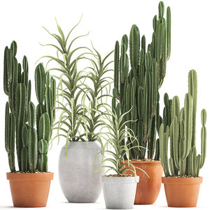 ornamental plants exotic cactus 3D model