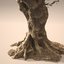 3D olive trees animation realistic model