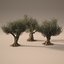 3D olive trees animation realistic model
