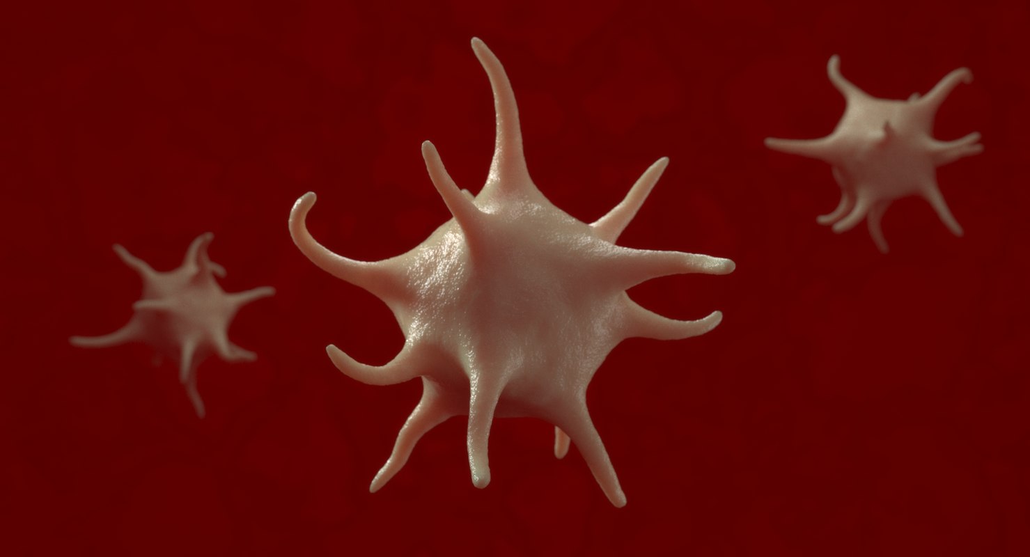 Mod le 3D De Thrombocyte Plaquettaire 1 TurboSquid 1396116