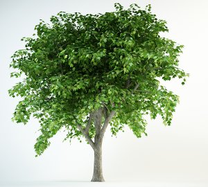 3D model red maple 8 tree