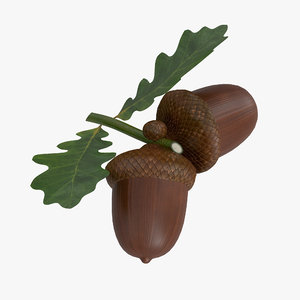 3D acorn leaf dried