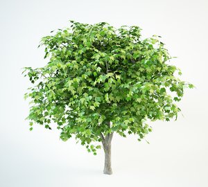 red maple tree 3D model