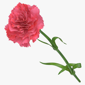 3D carnation pink -