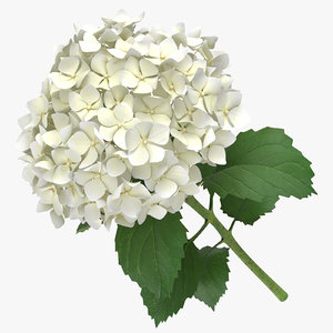 3D hydrangea white -