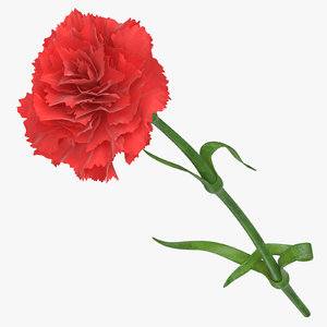 3D carnation red -