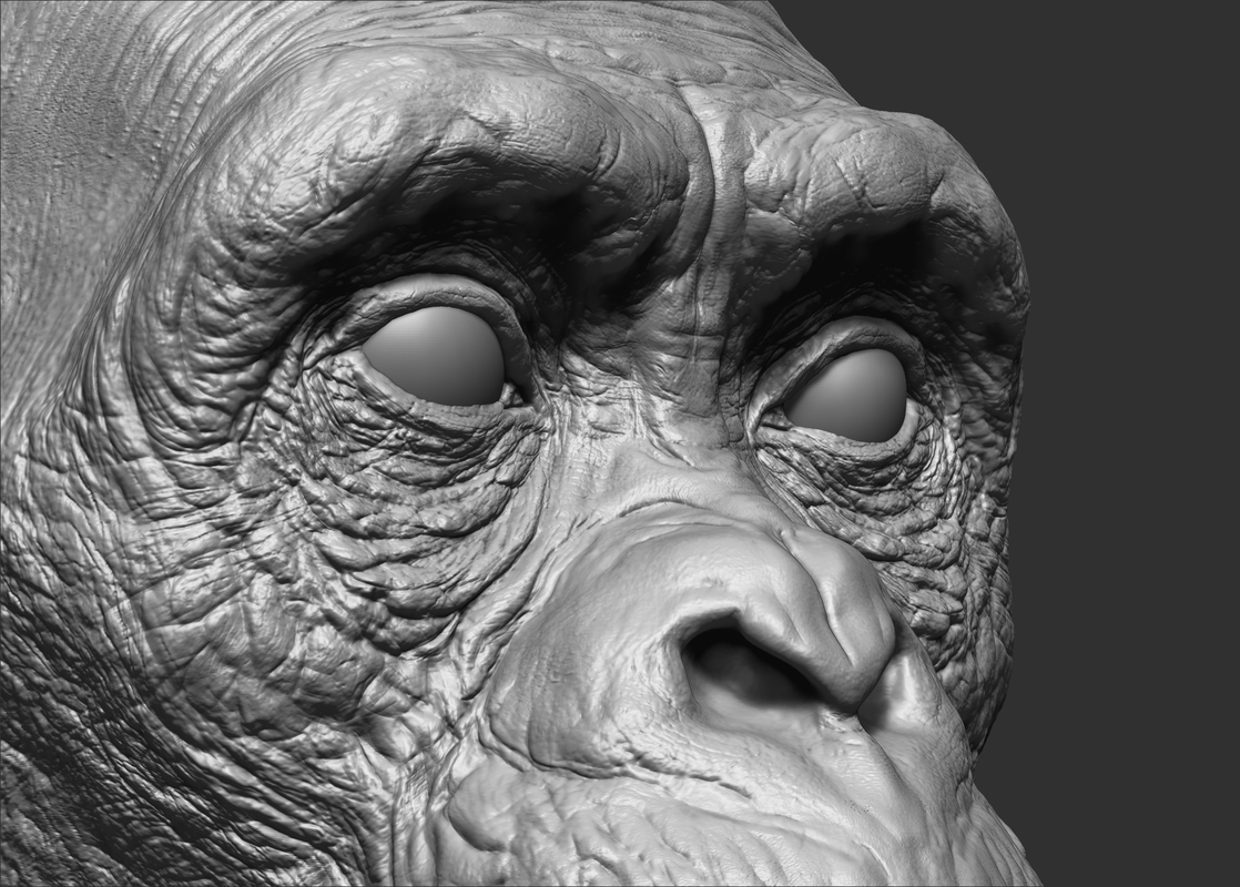 Chimpanzee head 3d model  turbosquid 1396321 Chimpanzee head 3d model  turbosquid 1396321
