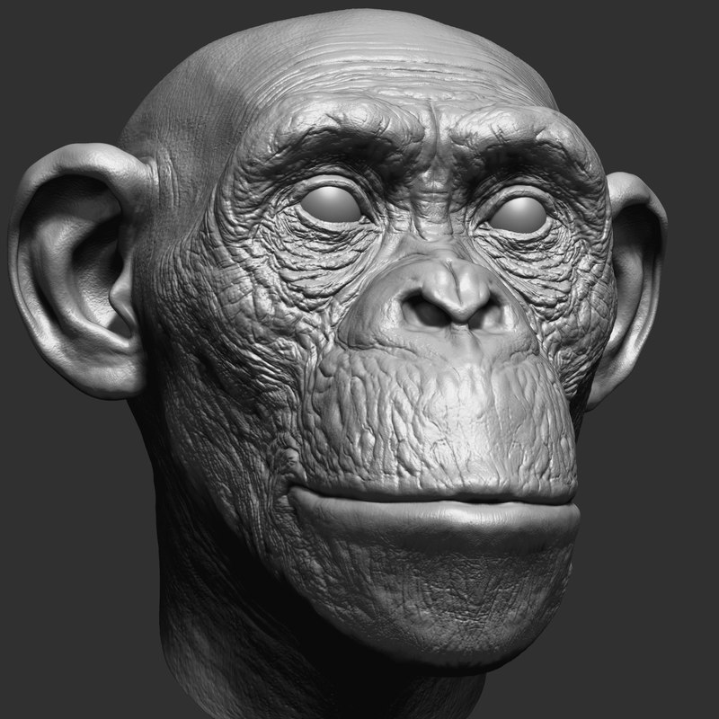 chimp head zbrush