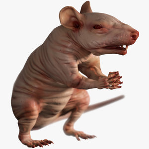 naked rat 3D model
