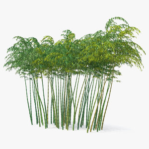 bamboo grove 3D model