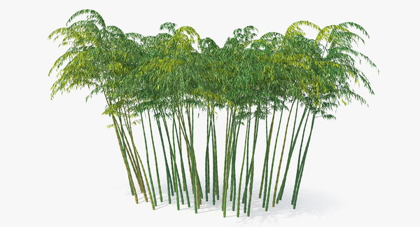 Bamboo grove 3D model - TurboSquid 1396501