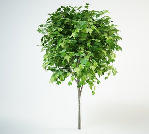 3D red maple tree