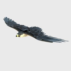 3D eagle aquila bird