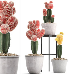 3D ornamental plants exotic cactus model